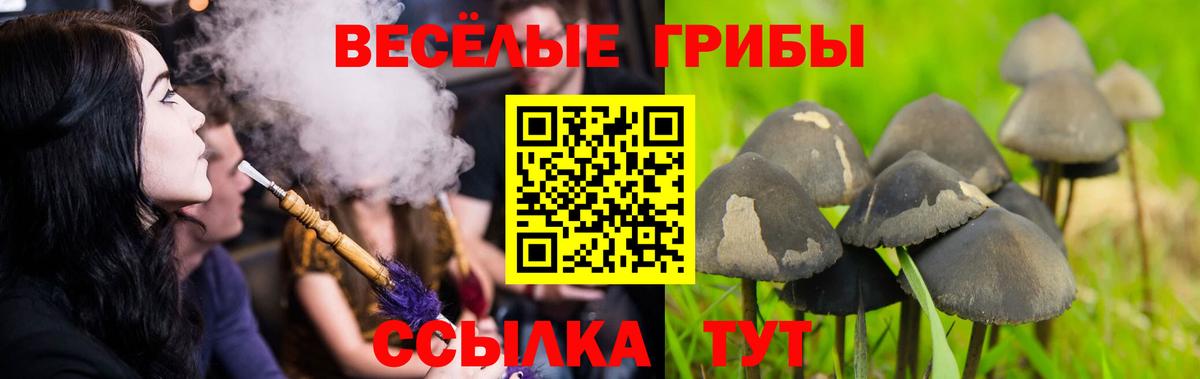 Галлюциногенные грибы GOLDEN TEACHER  Псилоцибиновые грибы прущие грибы  Вход с VPN  Заречный 